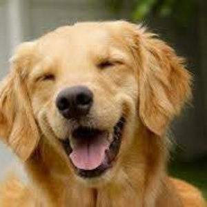 Meet your Posher, Harper